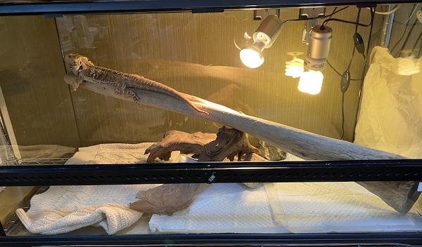 フトアゴヒゲトカゲの飼育ゲージは、横幅60cmと90cmどっちがいいの 