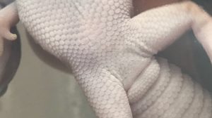 ニシアフリカトカゲモドキ　メス　クロアカルサック　前肛孔