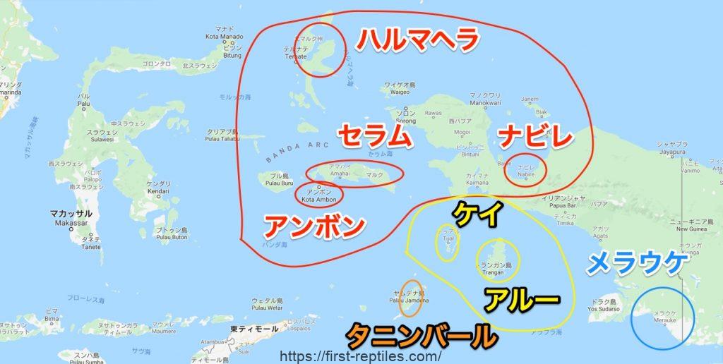 アオジタトカゲの全11種類とモルフを紹介 生息地別の個体と インドネシア系オーストラリア系について解説 はじめての爬虫類